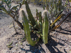 Lophocereus schottii