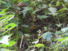 Liocichla steerii