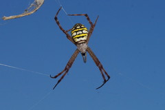 Argiope picta