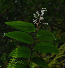 Maianthemum