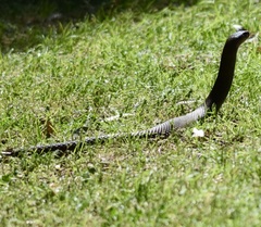 Pseudonaja affinis affinis