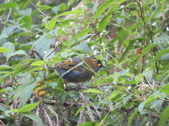 Liocichla steerii