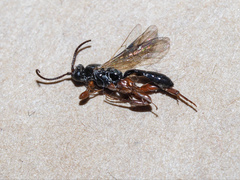 Hypsicera