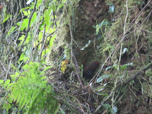 Taiwan Cupwing (Pnoepyga formosana), photo 2