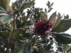 Magnolia grandiflora