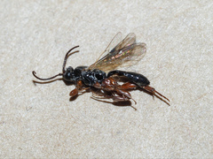 Hypsicera
