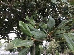 Magnolia grandiflora