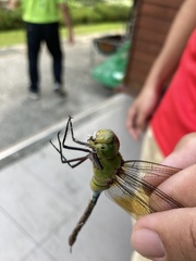 Anax panybeus