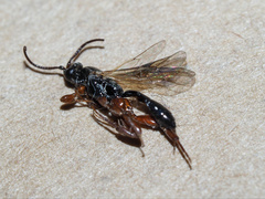 Hypsicera