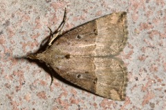 Hypena rostralis