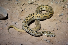 Daboia russelii
