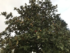 Magnolia grandiflora