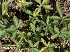 Potentilla reptans