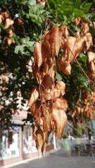 Koelreuteria paniculata