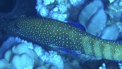 Cephalopholis argus