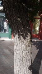 Koelreuteria paniculata