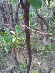 Hakea prostrata