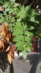 Koelreuteria paniculata