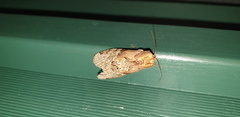 Antithemerastis acrobela