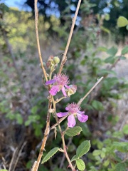 Rubus creticus