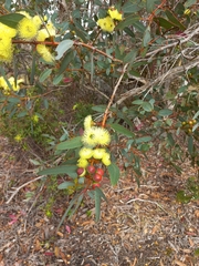 Eucalyptus preissiana