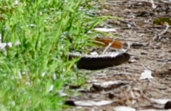 Pseudonaja affinis affinis