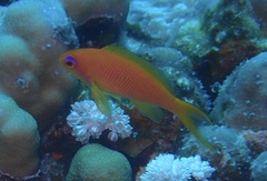 Pseudanthias squamipinnis