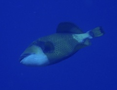 Balistoides viridescens