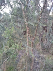 Jacksonia furcellata