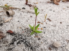 Phyllangium paradoxum