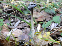 Coprinopsis picacea