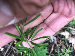 Lespedeza juncea