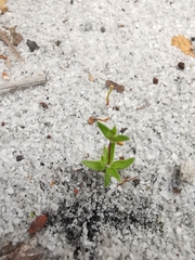 Phyllangium paradoxum