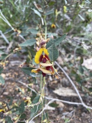 Bossiaea ornata