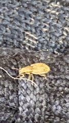 Entiminae