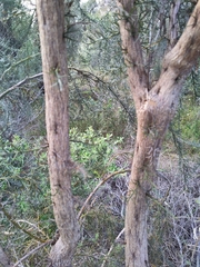 Jacksonia furcellata