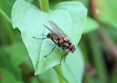 Hydrophoria lancifer