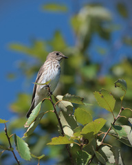 Muscicapa griseisticta