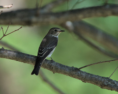 Muscicapa griseisticta