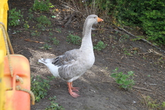 Anser anser domesticus × anser cygnoides domesticus