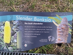 Banksia attenuata