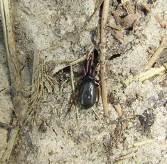 Trachyzelotes pedestris