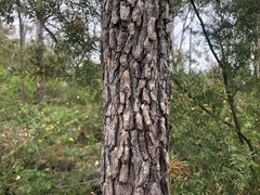 Corymbia
