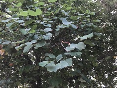 Bauhinia