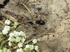 Trachyzelotes pedestris