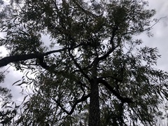 Corymbia