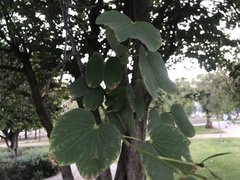 Bauhinia