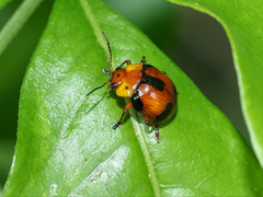 Callidemum discorufum