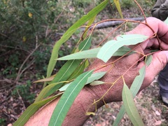 Corymbia