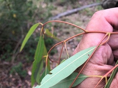 Corymbia
